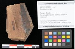 Foto (Objekt + Etikett) von Pinus leuce Unger (NHMW-GEO-2024-0188-0302)